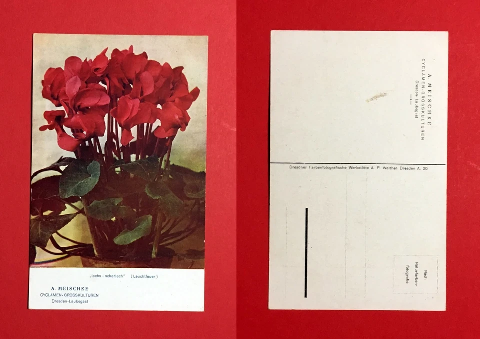 Reklame AK DRESDEN Laubegast um 1910 A. Meischke Cyclamen Grosskulturen  ( 46530 - Bild 1 von 1