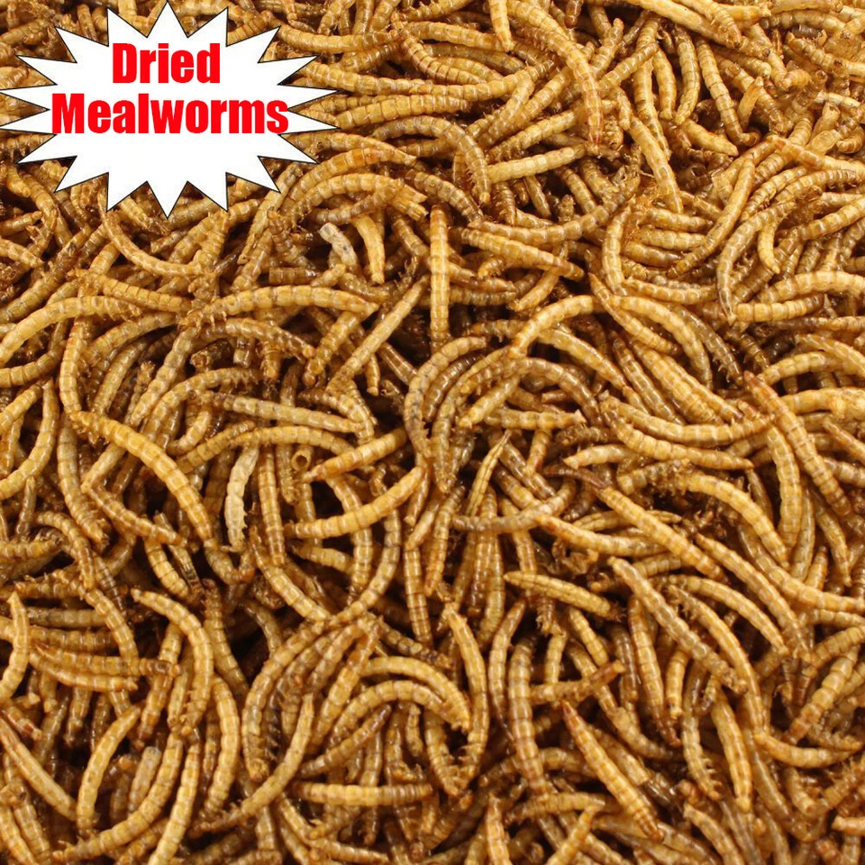 LUCKYQ Wholesale Bulk Dried Mealworms for Wild Birds Food Blue Bird Chickens Hen Treats