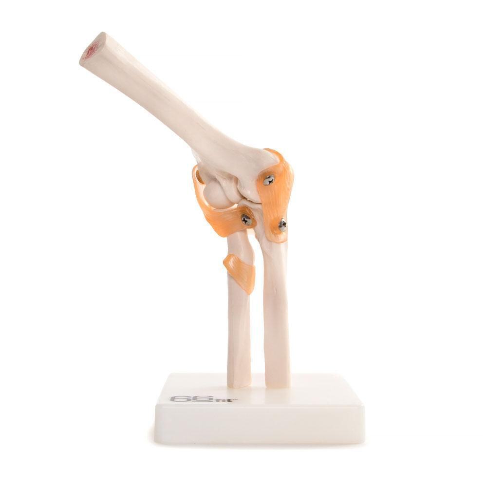66fit™ Anatomical Elbow Joint - Medical Training Aid