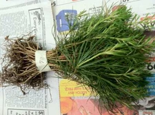 White Pine seedlings Qty 20 Naturally sprouted, Rooted Starters , 4" to 6" inch 