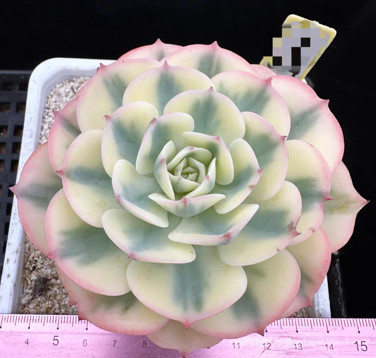 Echeveria Compton Carousel rare 7cm succulent plant
