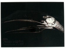 2024 Topps Allen & Ginter - X-ray'd #XR-1 Toco Toucan Oregon Zoo Baseball
