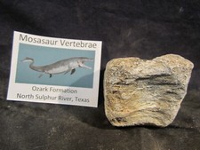 Dinosaur Bone Mosasaur Vertebrae Bone North Sulphur River Texas, US