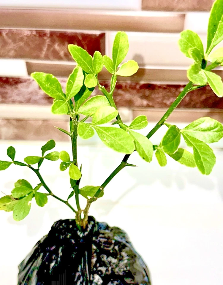 6" Presimmons Sapling – Rare Citrus Variety – Fully Rooted & Ready to Plant - Image 4 of 4