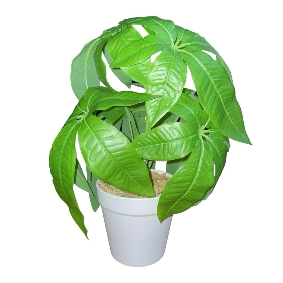 Money Plant In Floral Dcor for sale | eBay