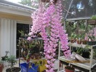 Dendrobium Adastra (aphyllum x anosmum) orchid 3 POTS OF 2 PLANTS — photo 5