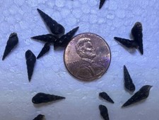 200 Freshwater Malaysian Trumpet Snails MTS Extra Small Feeder Snails Puffers