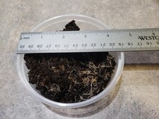 Live white worm starter/feeder culture in 8 oz. container - for fish/reptile/etc