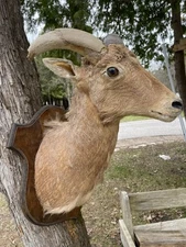 Antique Vintage Ram Shoulder Mount Horn Sheep Taxidermy Man Cave READ Aoudad