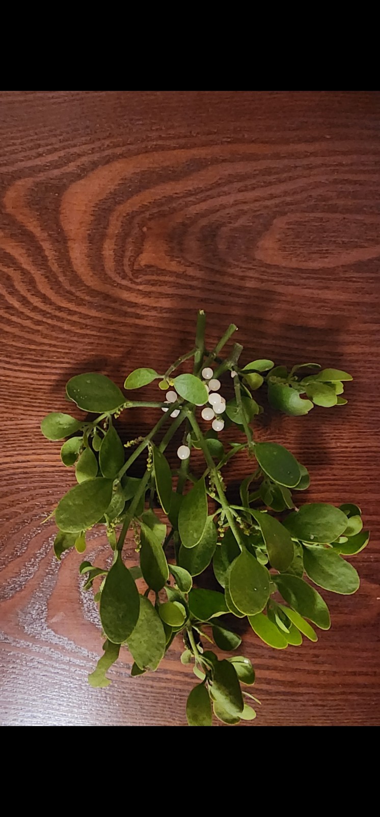 Large Cluster Of Mistletoe. Fresh Picked. Christmas Decor. Holiday Cheer.