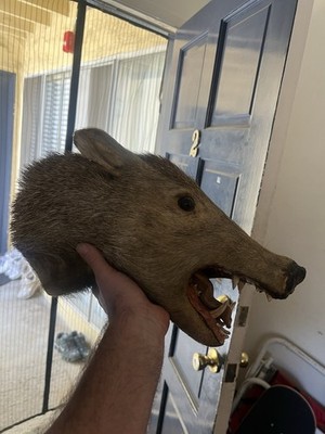 Javelina Shoulder Head Mount Wild Big Boar Hog Tusk Taxidermy Mount
