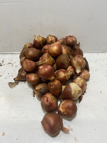 100 RED RIDING HOOD GREIGII TULIP BULBS DWARF HARDY SPRING GARDEN PERENNIAL - Picture 2 of 9