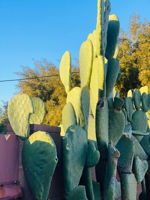 Spineless Prickly Pear Cactus Fruit Tree (4 Pads) Opuntia Ficus-Indica  Burbank | eBay