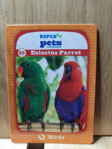 RSPCA Pets 🏆 #55 ECLECTUS PARROT Trading Card 🏆FREE POST - 第 1/2 張圖片