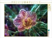 Puzzle Calvendo OrchidéE Solaire Dans Le Jardin éNergéTique | 1000 PièCes, Forma