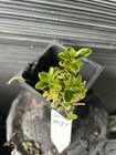 Wedding Ring®️ Boxwood — photo 2