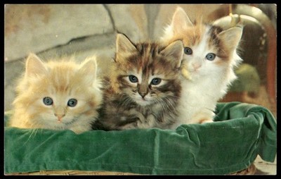 Vintage Postcard Cute Cats Kittens in a Basket