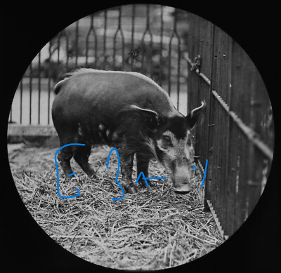 WESTAFRICAN RIVER HOG LONDON ZOO C1878 Magic Lantern Slide VICTORIAN PHOTOGRAPH