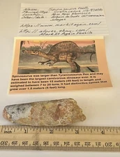 Spinosaurus Tooth Dinosaur Fossil 3” not T Rex Cretaceous CS169