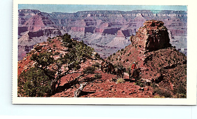 Grand Canyon National Park Arizona AZ Burros UNP 1969 American Oil Postcard