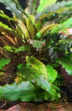 Cryptocoryne Wendtii Green  Brown Crypt Wendtii Live Aquarium Plants