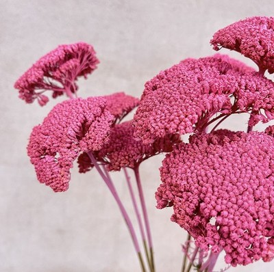 Getrocknete rosa Achillea Blumen / Schafgarbenstiele / rustikales Wohndeko Gesteck