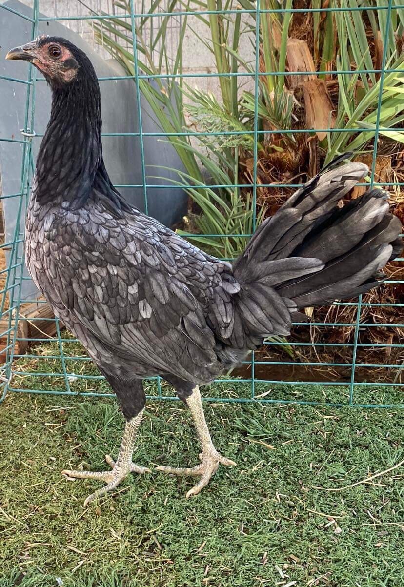 1 Fowl Egg Chicken Hatching Eggs eBay