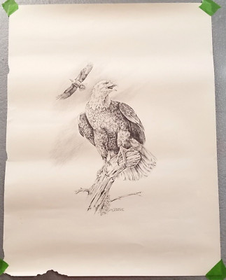 Bald Eagle Perched On Branch Art Print Soaring in Sky Charles W. Schwartz