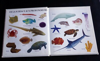 Wassertiere Erste Blicke Oktopus Hai Seltsame Fische Meer Korallen