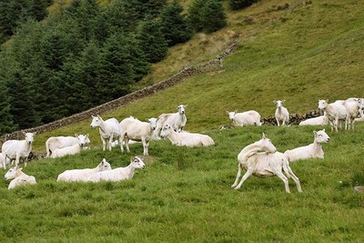 Photo 12x8 Sheep at Birkhill Trowgrain Middle These sheep have just been s c2017