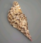Giant Triton's trumpet Tritonis Charonia Stunning Seashell 380mm 15”  Must see — photo 10