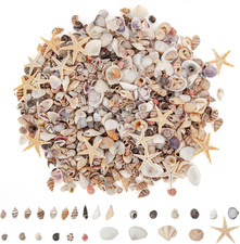 1000 St&uuml;ck Mini-Muscheln, Kleine Seesterne, Gemischt, 20 Arten Winziger Muscheln