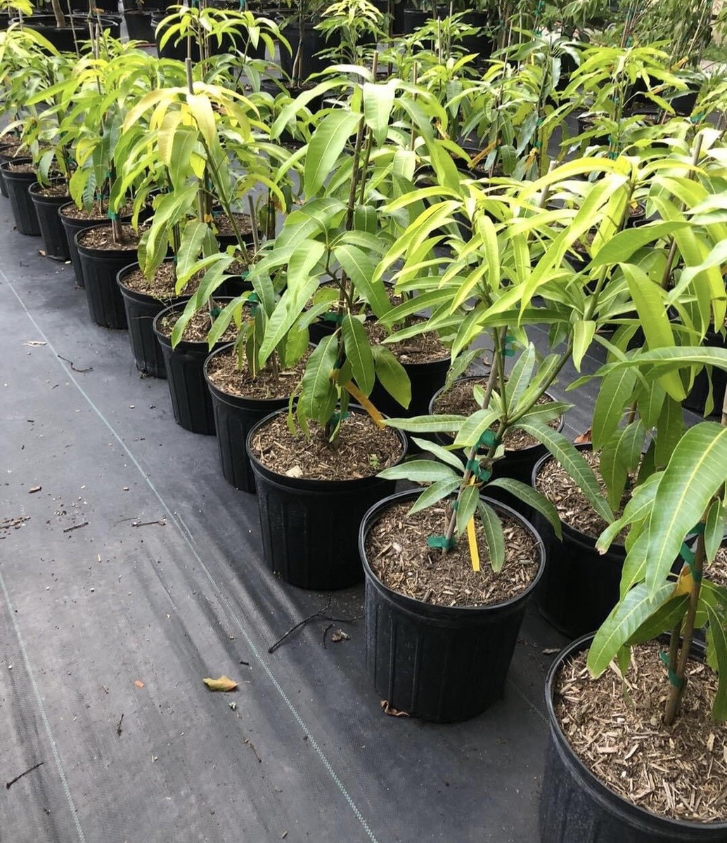 Miyazaki JAPANESE Grafted Very Rare MANGO Tree | eBay