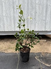 Live Confederate Jasmine   Fragrant Evergreen Vine in 1 Gallon Pot