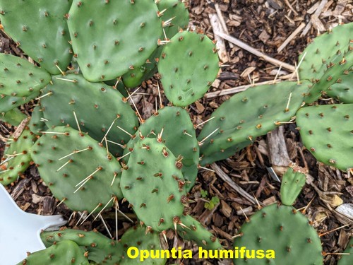 Canadian Winter Freeze Hardy Prickly Pear Cactus Plant- Opuntia Rare -Live Pad - Picture 7 of 43