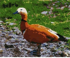Orange Duck Needlepoint Kit or Canvas (Bird/Animal)
