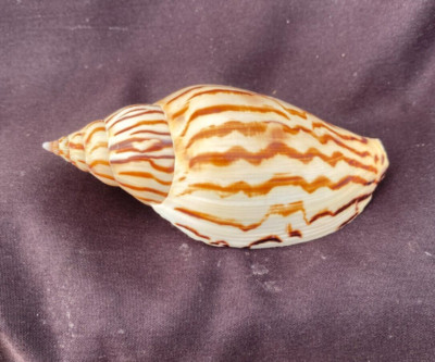 Zebra Spiral Snail Shell,  Voluta loroisi