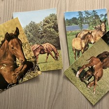 Pferde, Postkarten, DDR, 1980