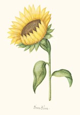 1692 SUNFLOWER BOTANICAL A4 POSTER PRINT