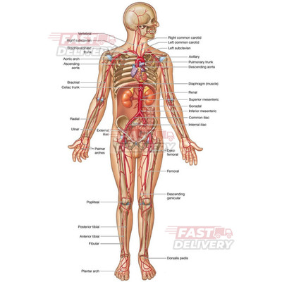 Human Circulatory System Poster & Canvas, Anatomy Study Chart for Students
