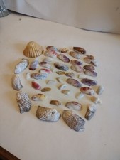 Lot Of 25 Seashells Assorted Sizes Beach Decor Crafts