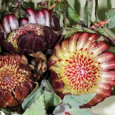 Protea amplexicaulis Seeds - Rare South African Shrub - Ivy-Leaf Protea