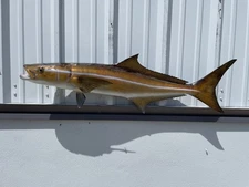 44" Cobia Two Sided Fish Mount Replica - Quick Production