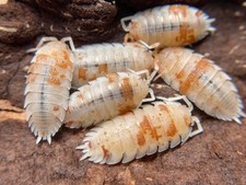 Orange Dalmatian ISOPODS 10CT  Porcellio Scaber -Mixed Sizes