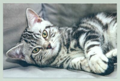 1 AK Postkarte Katze ''Aufgepasst!'' - Alpha Edition m