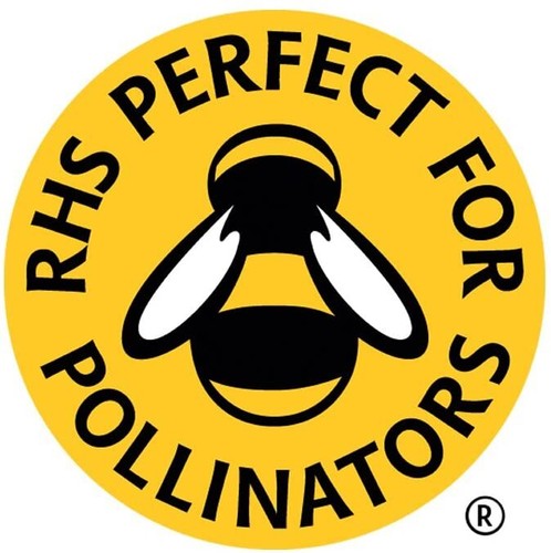 Wild flower seeds UK pure Scented NO GRASS Bee Butterfly Mix Meadow Garden UK - Picture 6 of 9