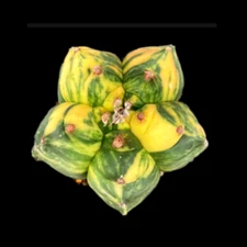 4-6cm cactus Succulent plant variegated Astrophytum myriostigma beautiful plant