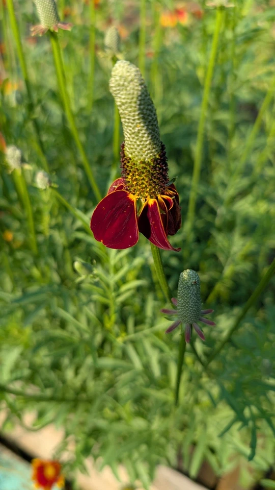 SEED-Mexican Hat Wild Flower, Coneflower Ratibida columnifera Native Perennial - Image 2 of 3