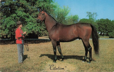 #ad Vintage Citation Thoroughbred Race Horse Calumet Farm Lexington KY Postcard $2.98