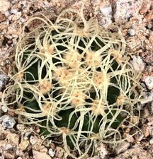 Echinocactus grusonii var. curvispinus SEEDS -  - SEMI Cuscino della suocera | C